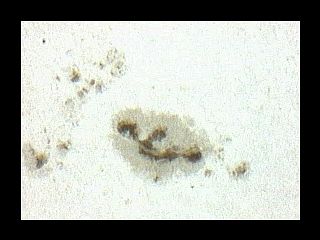 20050915 solar spots zur kapitalen bogenprotuberanz